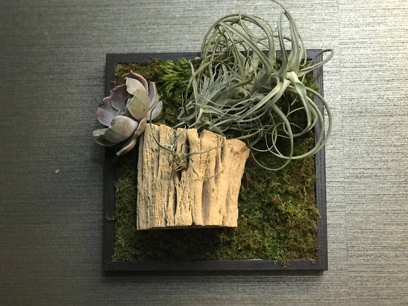 Reserved Moss Wall